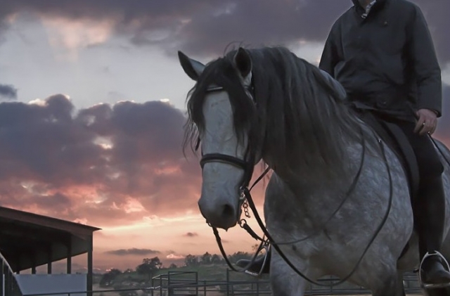 Paseos a caballo